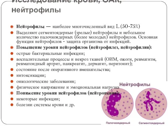 Исследование крови, ОАК, нейтрофилы Нейтрофилы — наиболее многочисленный вид L