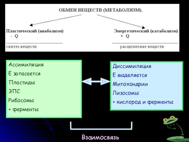 Ассимиляция Е запасается Пластиды ЭПС Рибосомы + ферменты Диссимиляция Е выделяется Митохондрии Лизосомы