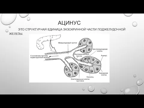 АЦИНУС ЭТО СТРУКТУРНАЯ ЕДИНИЦА ЭКЗОКРИННОЙ ЧАСТИ ПОДЖЕЛУДОЧНОЙ ЖЕЛЕЗЫ.