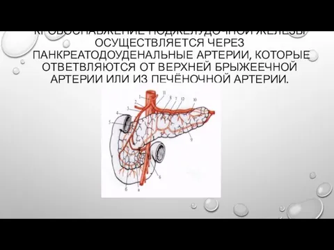 КРОВОСНАБЖЕНИЕ ПОДЖЕЛУДОЧНОЙ ЖЕЛЕЗЫ ОСУЩЕСТВЛЯЕТСЯ ЧЕРЕЗ ПАНКРЕАТОДОУДЕНАЛЬНЫЕ АРТЕРИИ, КОТОРЫЕ ОТВЕТВЛЯЮТСЯ ОТ