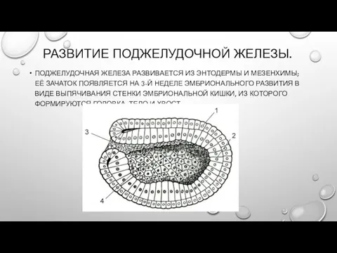 РАЗВИТИЕ ПОДЖЕЛУДОЧНОЙ ЖЕЛЕЗЫ. ПОДЖЕЛУДОЧНАЯ ЖЕЛЕЗА РАЗВИВАЕТСЯ ИЗ ЭНТОДЕРМЫ И МЕЗЕНХИМЫ; ЕЁ ЗАЧАТОК ПОЯВЛЯЕТСЯ