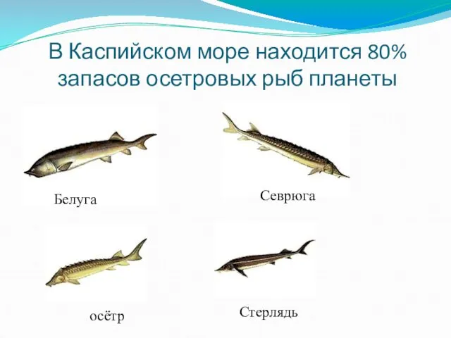 В Каспийском море находится 80% запасов осетровых рыб планеты Белуга Севрюга Стерлядь осётр