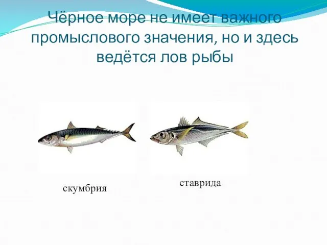 Чёрное море не имеет важного промыслового значения, но и здесь ведётся лов рыбы скумбрия ставрида