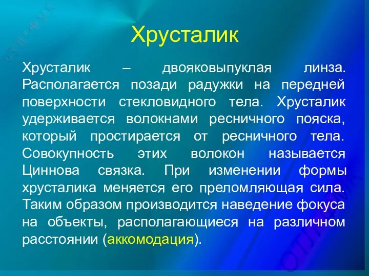 Хрусталик Хрусталик – двояковыпуклая линза. Располагается позади радужки на передней