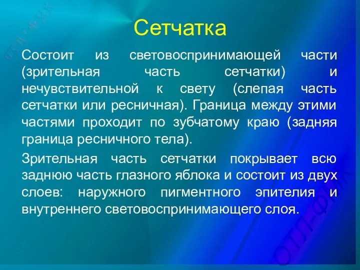 Сетчатка Состоит из световоспринимающей части (зрительная часть сетчатки) и нечувствительной