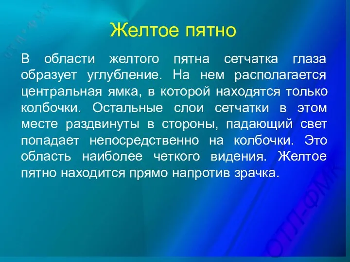 Желтое пятно В области желтого пятна сетчатка глаза образует углубление.