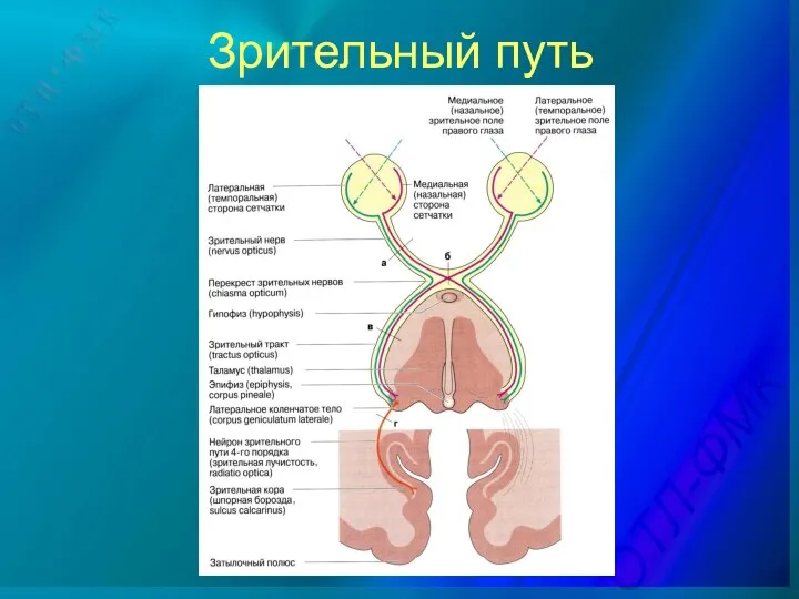 Зрительный путь