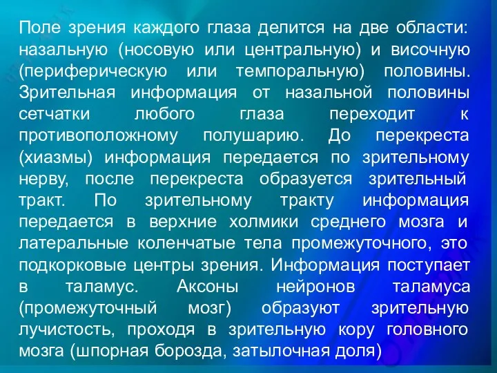 Поле зрения каждого глаза делится на две области: назальную (носовую