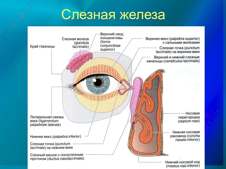 Слезная железа