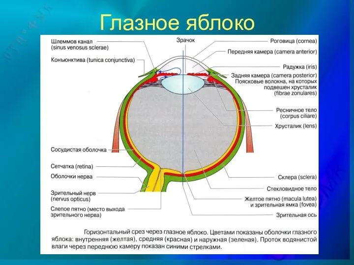 Глазное яблоко