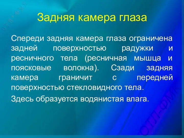 Задняя камера глаза Спереди задняя камера глаза ограничена задней поверхностью