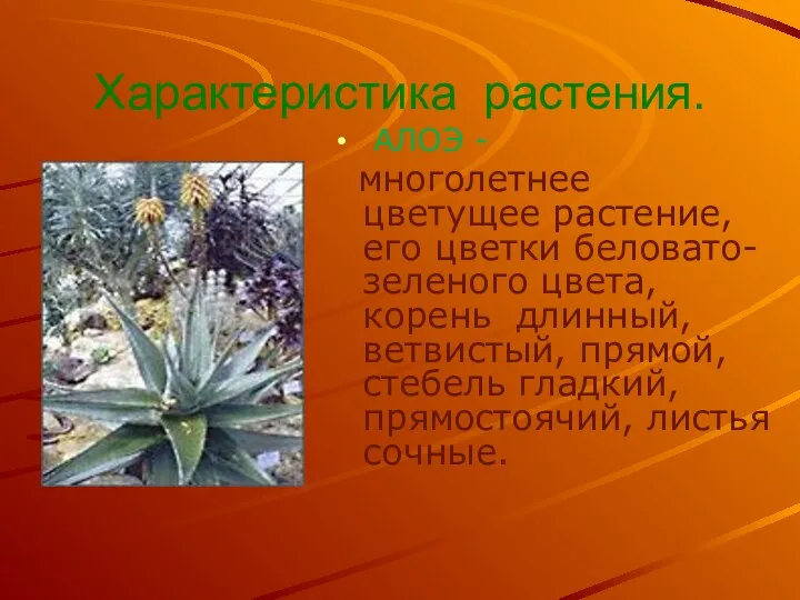 Характеристика растения. АЛОЭ - многолетнее цветущее растение, его цветки беловато-зеленого