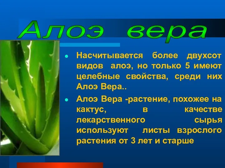 Насчитывается более двухсот видов алоэ, но только 5 имеют целебные