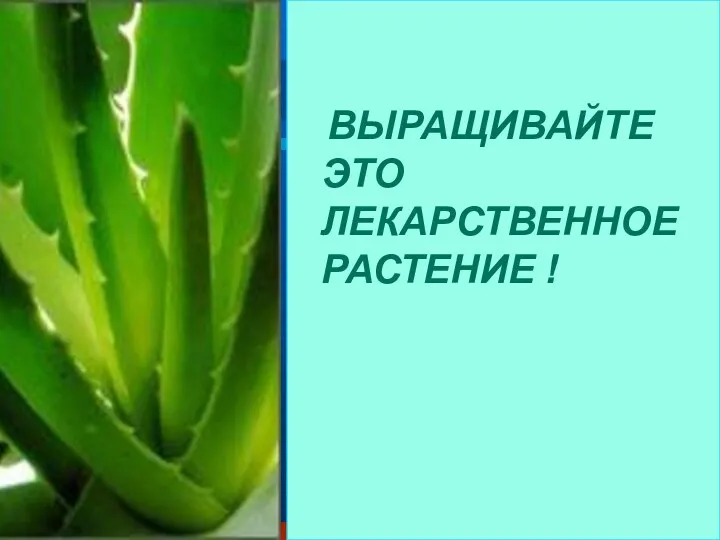 ВЫРАЩИВАЙТЕ ЭТО ЛЕКАРСТВЕННОЕ РАСТЕНИЕ !