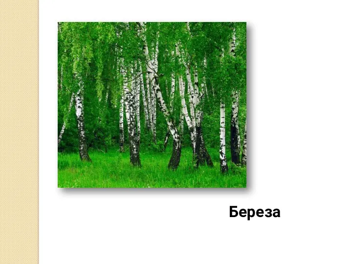 Береза