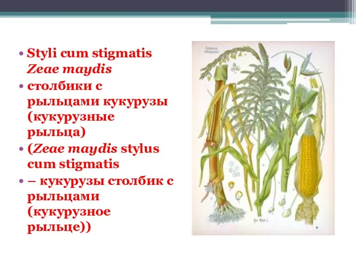 Styli cum stigmatis Zeae maydis столбики с рыльцами кукурузы (кукурузные