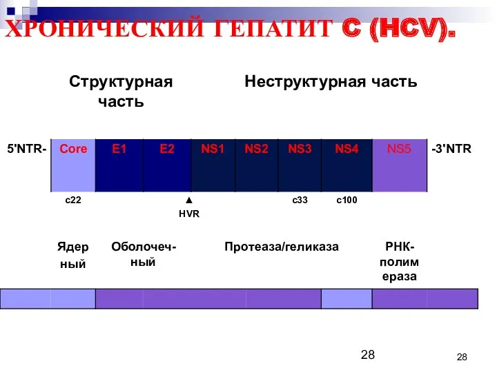 ХРОНИЧЕСКИЙ ГЕПАТИТ C (HCV).