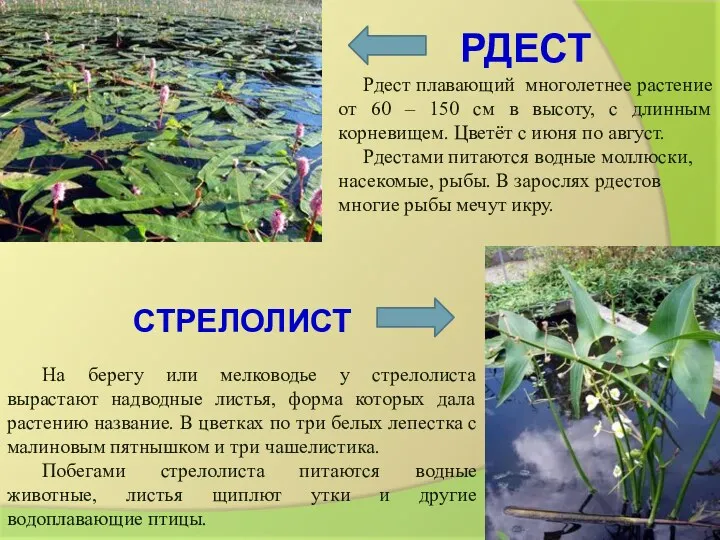 РДЕСТ Рдест плавающий многолетнее растение от 60 – 150 см в высоту, с