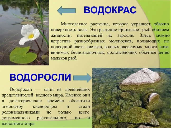 ВОДОКРАС Многолетнее растение, которое украшает обычно поверхность воды. Это растение