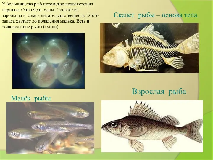 Малёк рыбы У большинства рыб потомство появляется из икринок. Они