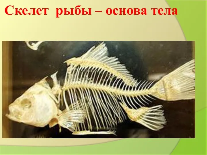 Скелет рыбы – основа тела