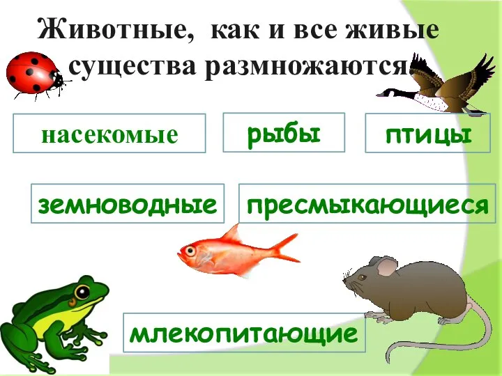 Животные, как и все живые существа размножаются. насекомые птицы земноводные млекопитающие рыбы пресмыкающиеся