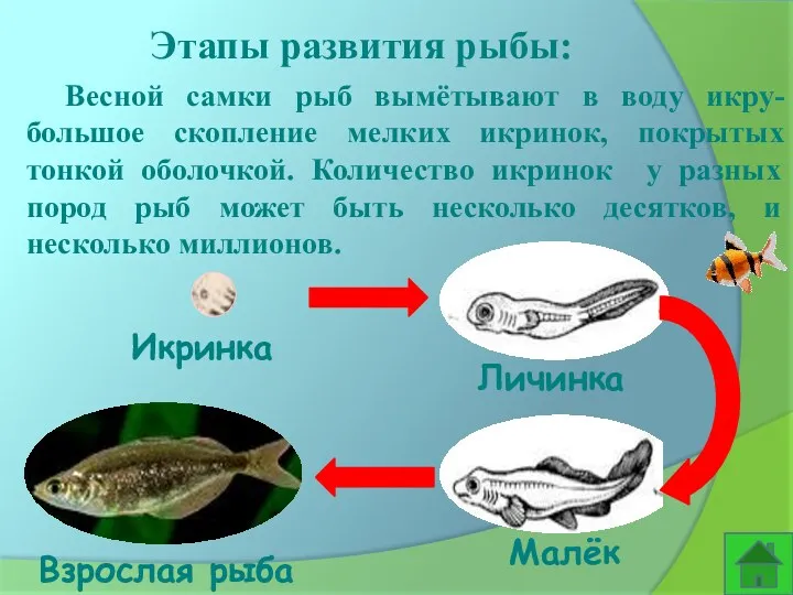 Этапы развития рыбы: Весной самки рыб вымётывают в воду икру- большое скопление мелких