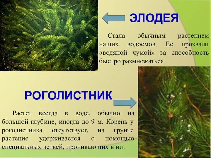 ЭЛОДЕЯ Стала обычным растением наших водоемов. Ее прозвали «водяной чумой» за способность быстро