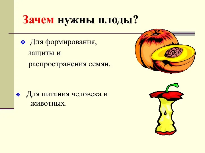 Зачем нужны плоды? Для формирования, защиты и распространения семян. Для питания человека и животных.