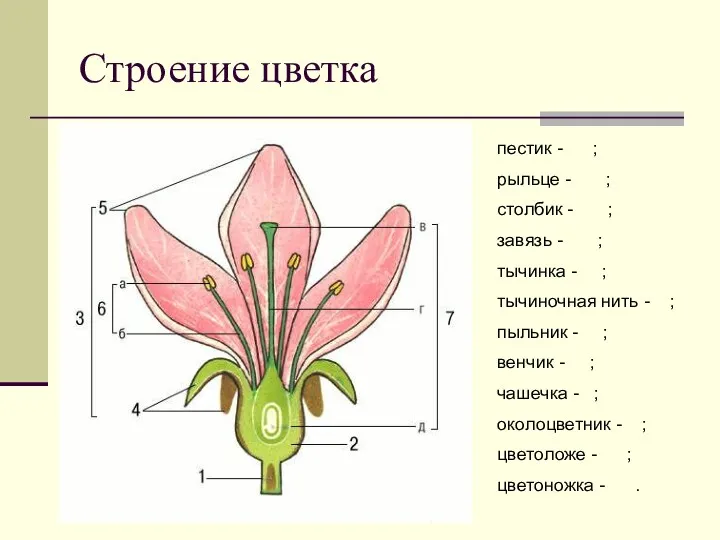 Строение цветка пестик - ; рыльце - ; столбик -