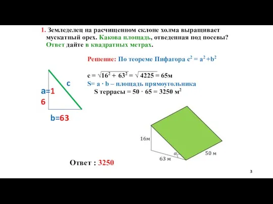 Ответ : 3250 1. Земледелец на расчищенном склоне холма выращивает