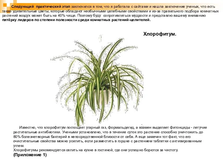 Хлорофитум. Известно, что хлорофитум поглощает угарный газ, формальдегид, а взамен