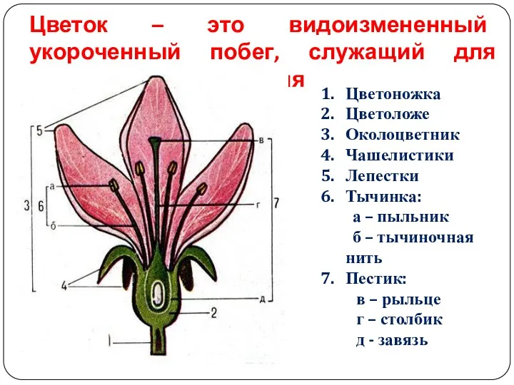 Цветок – это видоизмененный укороченный побег, служащий для семенного размножения