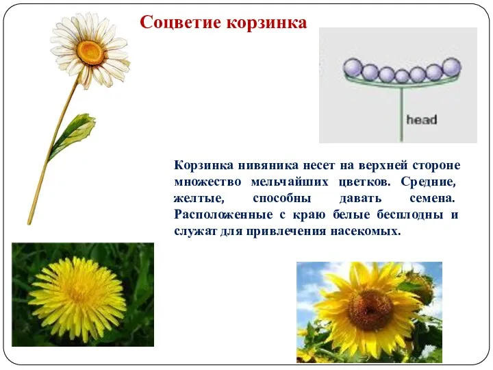 Корзинка нивяника несет на верхней стороне множество мельчайших цветков. Средние,