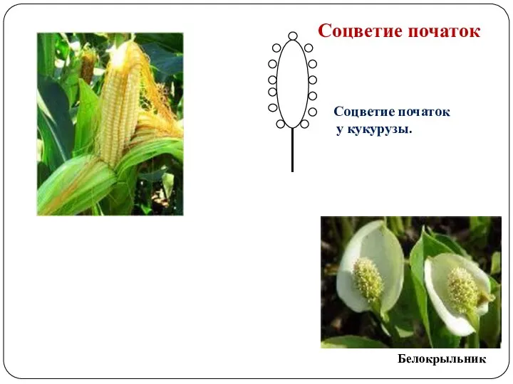 Соцветие початок Соцветие початок у кукурузы. Белокрыльник