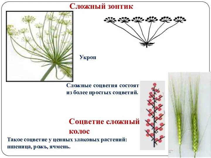 Сложный зонтик Соцветие сложный колос Сложные соцветия состоят из более