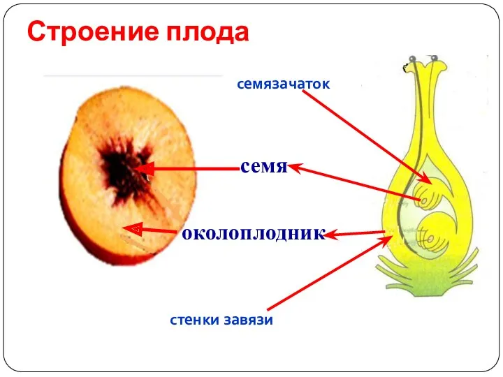 Строение плода семя околоплодник семязачаток стенки завязи