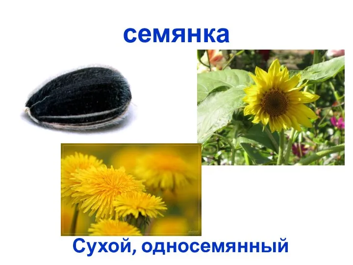 семянка Сухой, односемянный