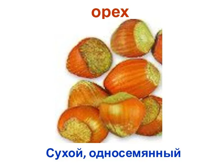 орех Сухой, односемянный