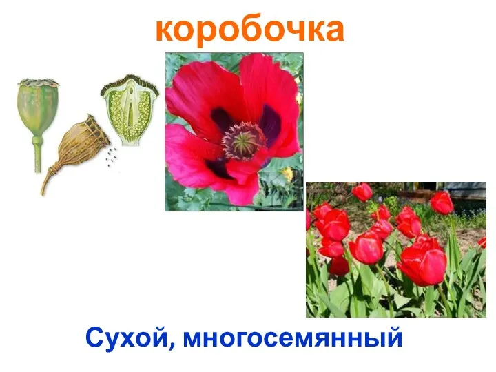 коробочка Сухой, многосемянный