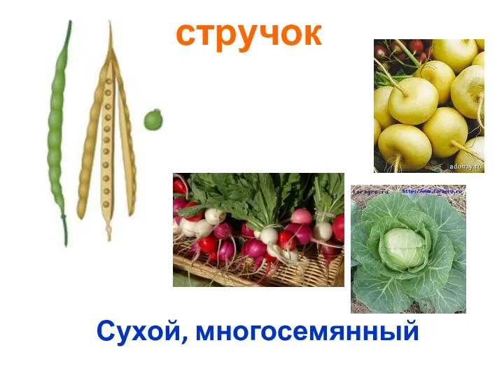 стручок Сухой, многосемянный