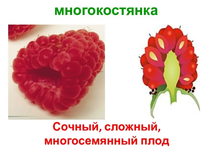 многокостянка Сочный, сложный, многосемянный плод