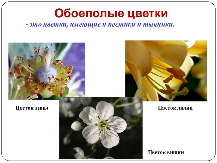 Обоеполые цветки Цветок липы Цветок лилии Цветок вишни - это цветки, имеющие и пестики и тычинки.