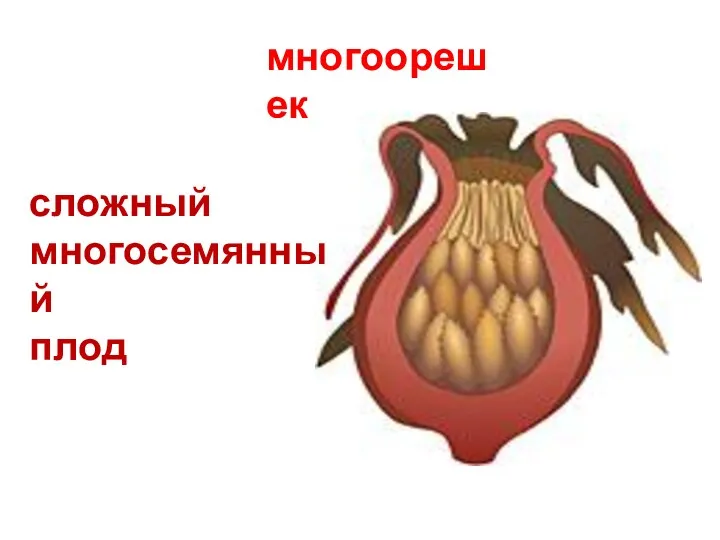 многоорешек сложный многосемянный плод