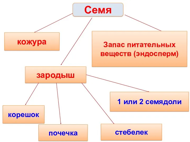 Семя кожура Запас питательных веществ (эндосперм) зародыш корешок почечка стебелек 1 или 2 семядоли