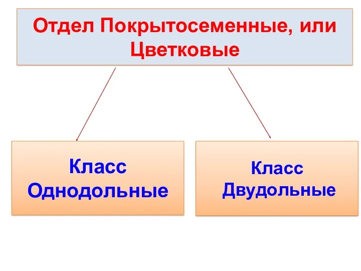 Отдел Покрытосеменные, или Цветковые Класс Однодольные Класс Двудольные