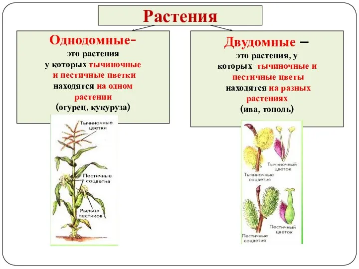 Растения Однодомные- это растения у которых тычиночные и пестичные цветки