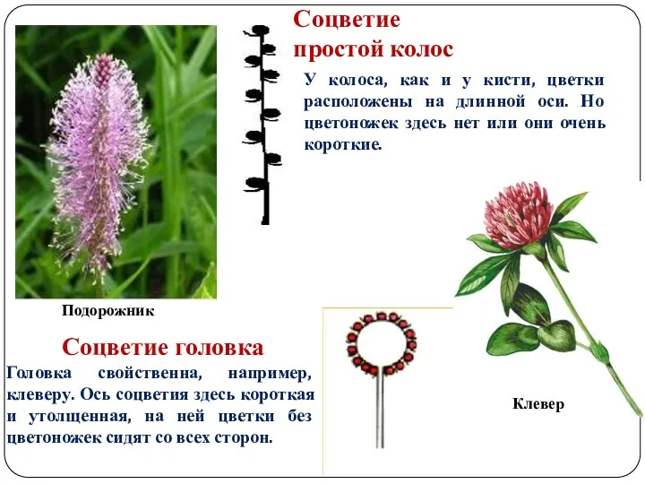 Соцветие простой колос Соцветие головка У колоса, как и у