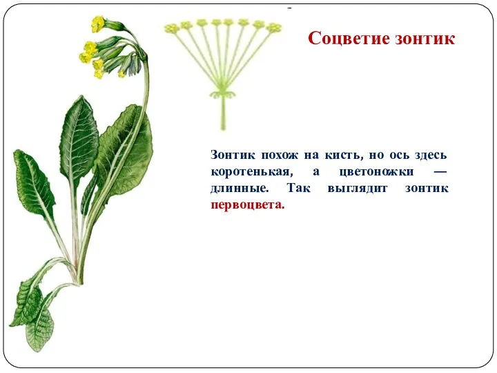 Соцветие зонтик Зонтик похож на кисть, но ось здесь коротенькая,