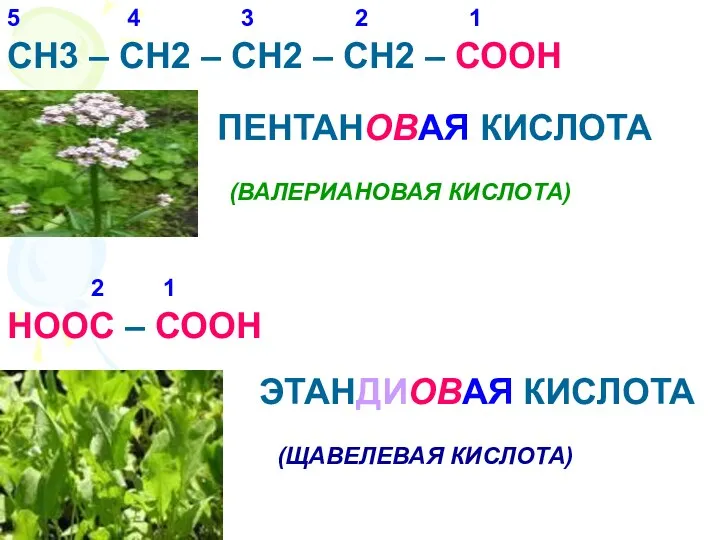 СН3 – СН2 – СН2 – СН2 – СООН ПЕНТАНОВАЯ